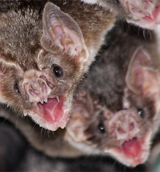 Vampire bat